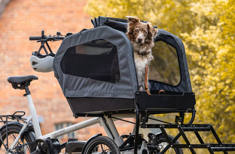 E-Cargo für den Hund